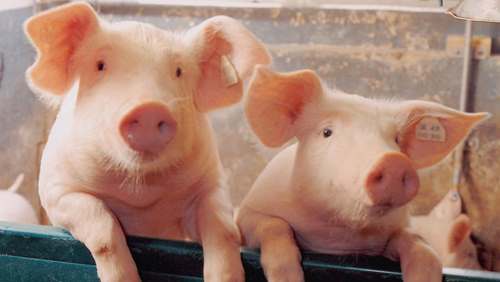 На Черкащині виявили звалище мертвих свиней