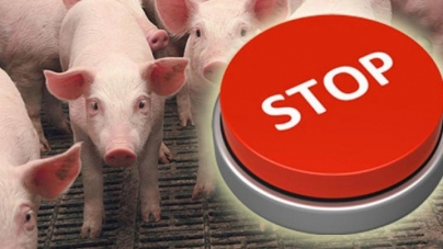 Чи є на Кам`янщині чума свиней?