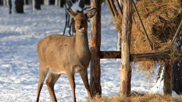 Черкаські мисливці розпочали сезон зимової підгодівлі тварин