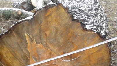На Драбівщині чоловік сплатив штраф за незаконно зрізане дерево