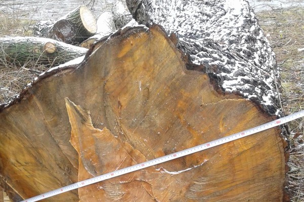 На Драбівщині чоловік сплатив штраф за незаконно зрізане дерево