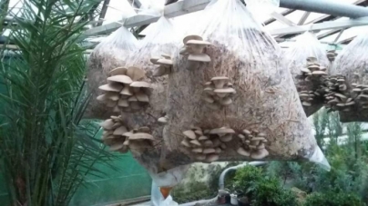На Черкащині лісівники збирають гриби навіть взимку (фото)