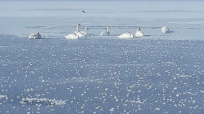 Працівники Управління екологічного нагляду рятували лебедів на території заказника (фото)