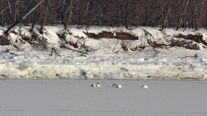 Під Каневом на Дніпрі зимує кілька пар лебедів