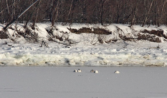 Під Каневом на Дніпрі зимує кілька пар лебедів