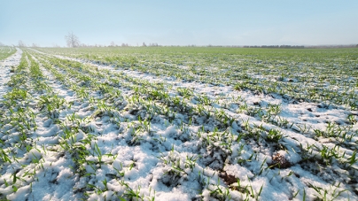 Агропідприємства 10 районів Черкащини збільшили посіви озимини