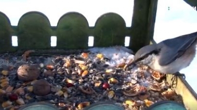 У парках Черкас містяни підгодовують птахів (відео)