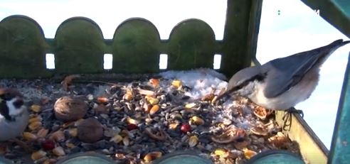 У парках Черкас містяни підгодовують птахів (відео)