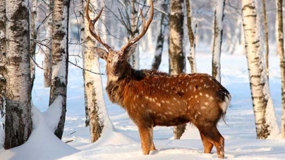Живі ліси Черкащини: з квадрокоптера вдалося зафільмувати оленів плямистих (відео)