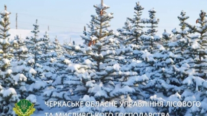 На Черкащині лісівники реалізували майже 20 тис. новорічних ялинок
