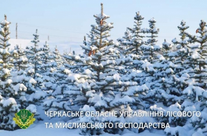 На Черкащині лісівники реалізували майже 20 тис. новорічних ялинок