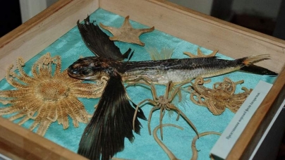 Черкаському музею подарували летючу рибу