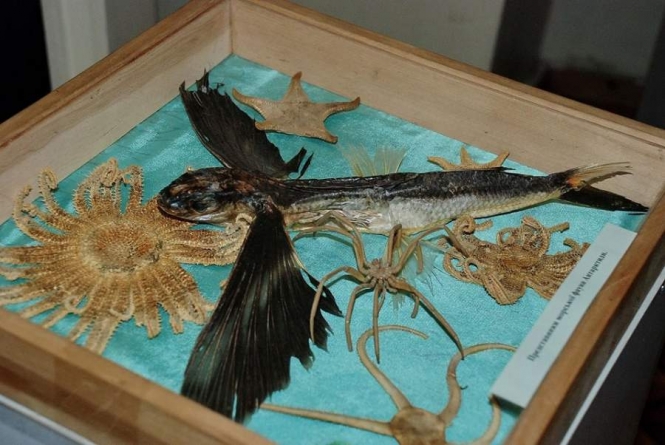 Черкаському музею подарували летючу рибу
