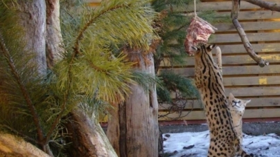 У Черкаському зоопарку котячих змусили добувати собі їжу (фото)