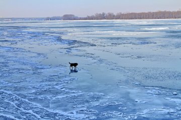 У Каневі врятували пса, який провалився під лід на Дніпрі