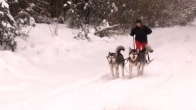Перегони на собачих упряжках відбулися поблизу Черкас (відео)