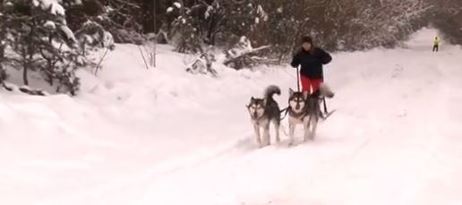 Перегони на собачих упряжках відбулися поблизу Черкас (відео)