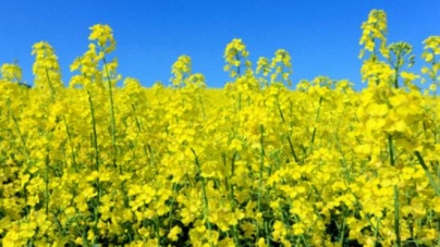 Українська насіннєва компанія на Черкащині вироблятиме насіння озимого ріпаку