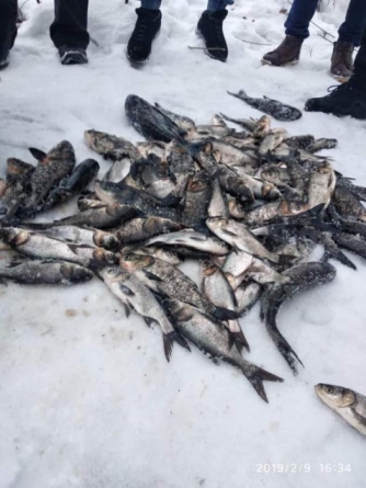 На Черкащині браконьєри виловили 144 малька товстолобу (фото, відео)