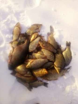 На Черкащині рибоохоронний патруль упіймав 128 браконьєрів за тиждень