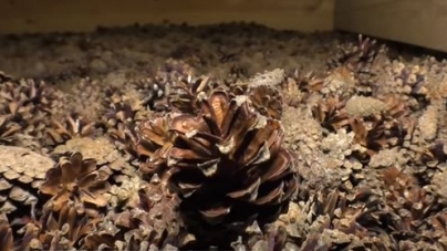 Черкаські лісівники показали унікальну сушарку для соснових шишок (відео)