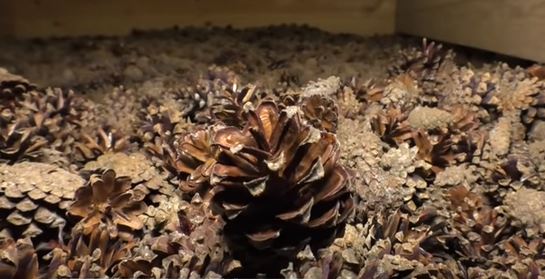Черкаські лісівники показали унікальну сушарку для соснових шишок (відео)