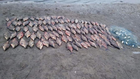 На Черкащині виявили сітки з рибним уловом більш ніж на 32 тис. гривень