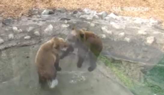 У черкаському зоопарку прокинулися ведмеді (відео)