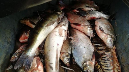На Корсунщині браконьєр наловив сіткою 80 кг риби
