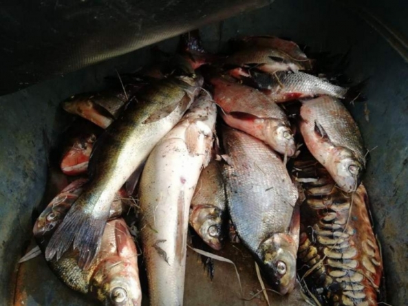 На Корсунщині браконьєр наловив сіткою 80 кг риби