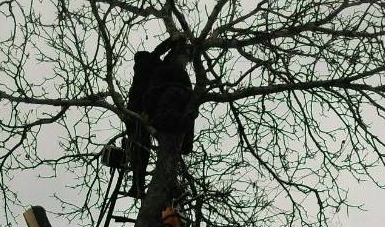 У Леськах рятувальники зняли чоловіка з дерева