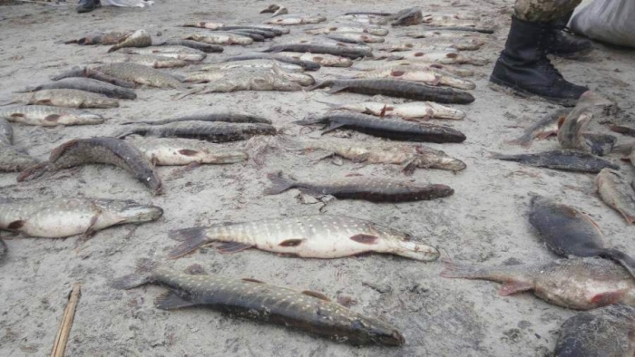 На Черкащині браконьєри наловили риби на понад 45 тис. гривень (фото)