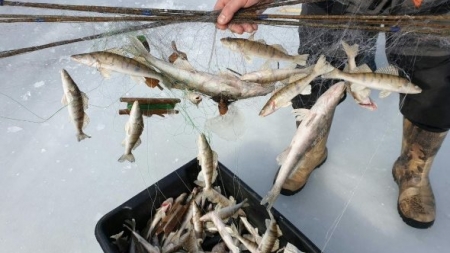 У лютому на Черкащині браконьєри завдали збитків рибному господарству на понад 213 тис. гривень