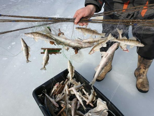 У лютому на Черкащині браконьєри завдали збитків рибному господарству на понад 213 тис. гривень