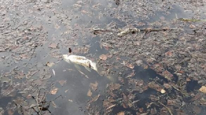 У річці Сріблянка в Смілі масово загинула риба