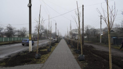 В Кам’янці висадили найдовшу в Україні алею сакур