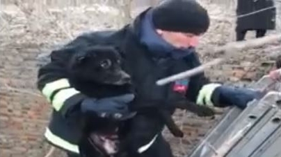 Врятували собаку, який впав у яму (відео)