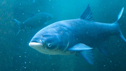 У річці в Смілі загинуло близько 700 кг риби