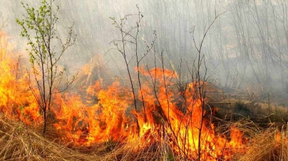 Лісівники закликають відмовитись від спалювання сухої трави