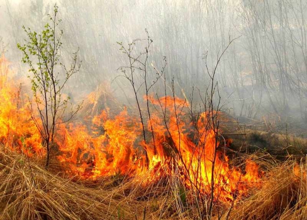 Лісівники закликають відмовитись від спалювання сухої трави