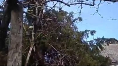 У Тальному на будинок впала 10-метрова ялина (відео)