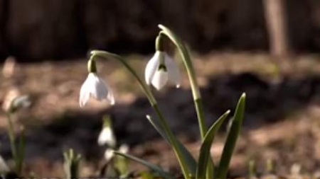 У Канівському заповіднику розквітли два види під сніжників (відео)