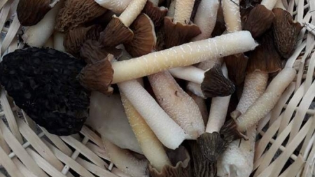 У черкаських лісах вже збирають перші їстівні гриби