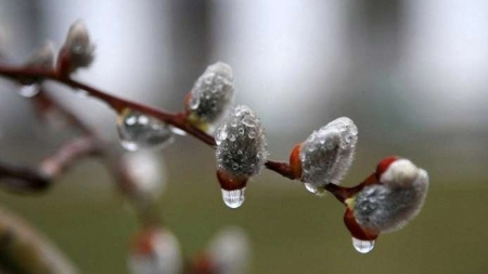 Синоптики на Черкащині прогнозують дощі та заморозки