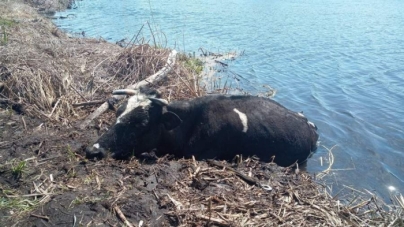 У Чигирині з Тясмина рятували корову (фото)
