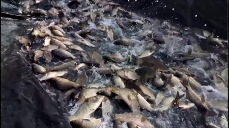 У Канівське водосховище заселили три тонни риби