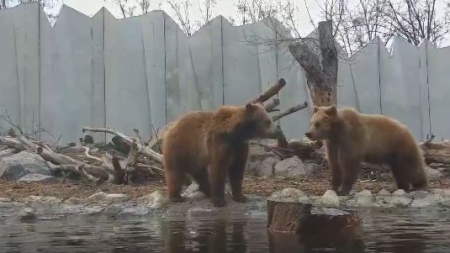 У мережі показали кумедне відео з ведмедями у Черкаському зоопарку (відео)