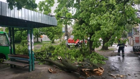 Сильний вітер звалив дерево на маршрутку у Черкасах (фото)