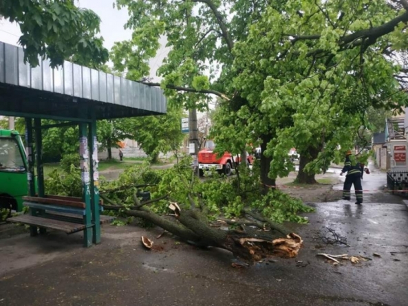 Сильний вітер звалив дерево на маршрутку у Черкасах (фото)
