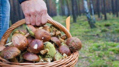 Жертви грибів: вже шестеро черкащан отруїлися дикорослими з початку року